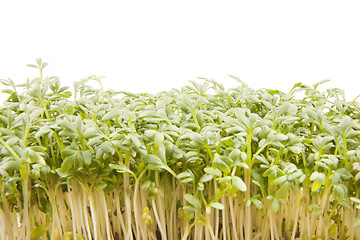 Image showing Cress