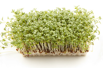 Image showing Cress