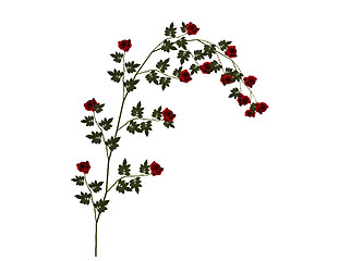 Image showing Red rose