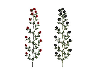 Image showing Red and black rose