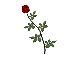 Image showing Red rose