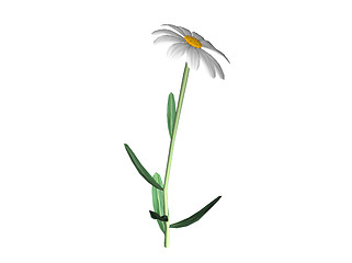 Image showing Daisy