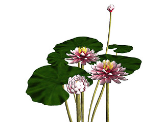 Image showing Waterlily