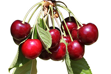 Image showing Isolated cherries