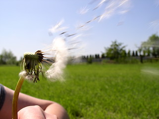 Image showing Blow on the Dandelion