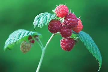 Image showing Raspberries