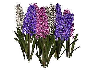 Image showing Hyacinth