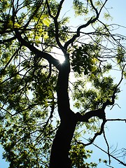 Image showing tree in the sun