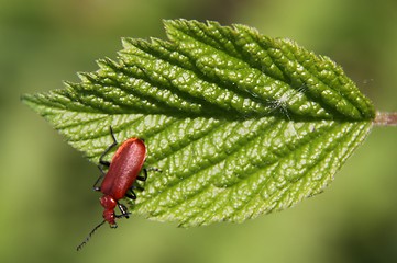 Image showing Pyrrhidium sanguineum