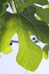 Image showing Fig-leaf