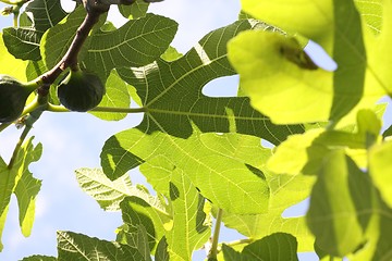 Image showing Fig-leaves