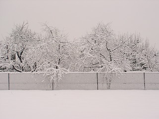 Image showing snow trees