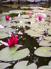 Image showing Water lily