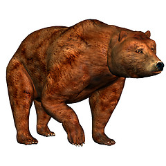 Image showing Bear