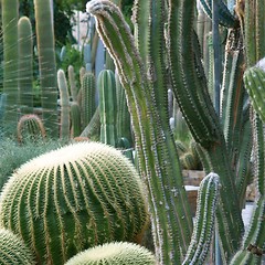 Image showing Cactus