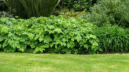 Image showing Greenery background