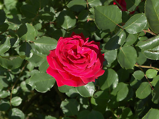 Image showing Rose