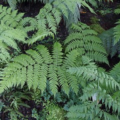 Image showing Ferns