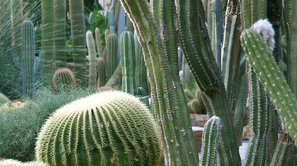 Image showing Cactus