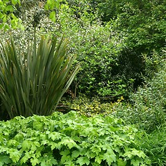 Image showing Greenery background