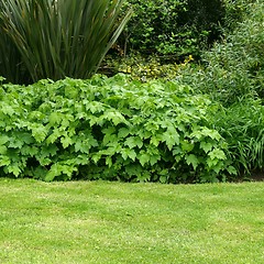 Image showing Greenery background