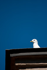 Image showing Seagull