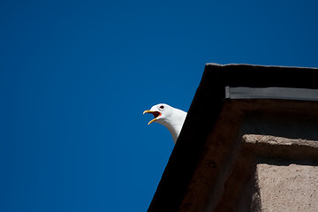 Image showing Screaming seagull