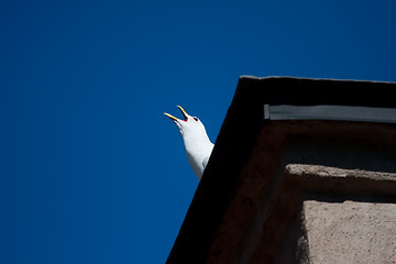 Image showing Screaming