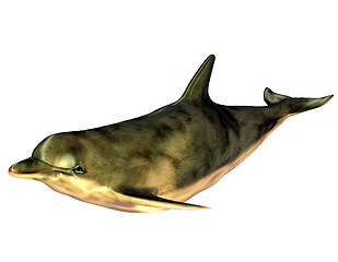 Image showing Dolphin