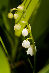 Image showing Lily of the valley