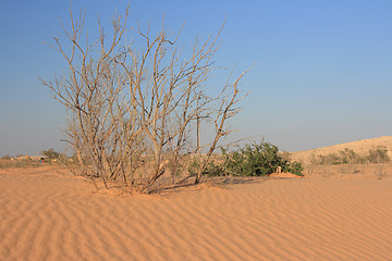 Image showing The spring in the desert