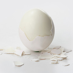 Image showing White egg