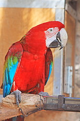 Image showing The parrot