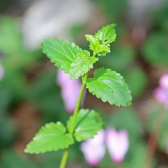 Image showing The green plant