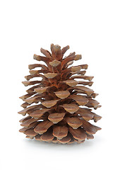 Image showing The pinecone