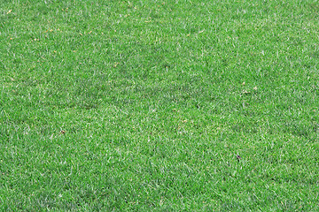 Image showing Green grass