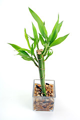 Image showing The bamboo plant