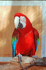 Image showing The parrot