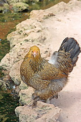 Image showing Thecock