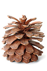 Image showing The pinecone