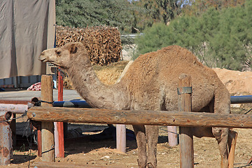 Image showing The camel