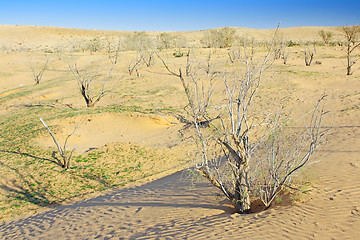 Image showing The spring in the desert