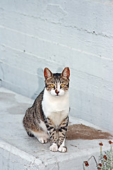 Image showing Sitting cat