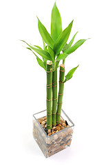 Image showing The bamboo plant