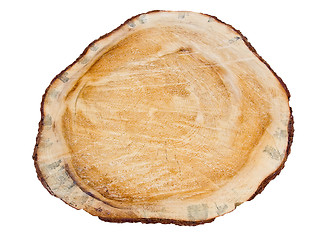 Image showing Cross section of pine tree