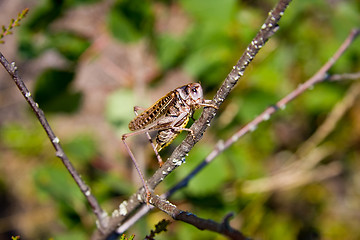 Image showing Large grasshopper / locust