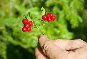 Image showing Cranberry in a hand