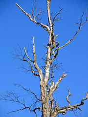 Image showing Dried tree