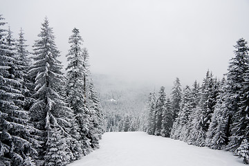 Image showing Winter snow landscape in the Rila mountain, Bulgaria, in cloudy 