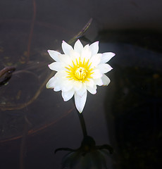 Image showing Water Lily